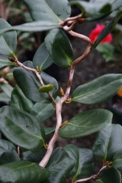 Curly Lady Camellia Japonica - 1 Gallon Pot -Bush Sale Shop camellia japonica curly lady 5
