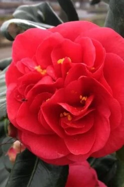 Curly Lady Camellia Japonica - 1 Gallon Pot -Bush Sale Shop camellia japonica curly lady 6