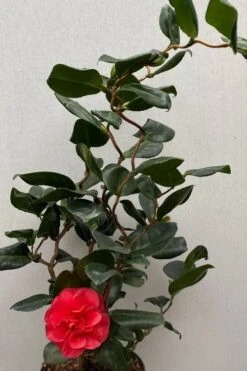 Curly Lady Camellia Japonica - 1 Gallon Pot -Bush Sale Shop camellia japonica curly lady 8