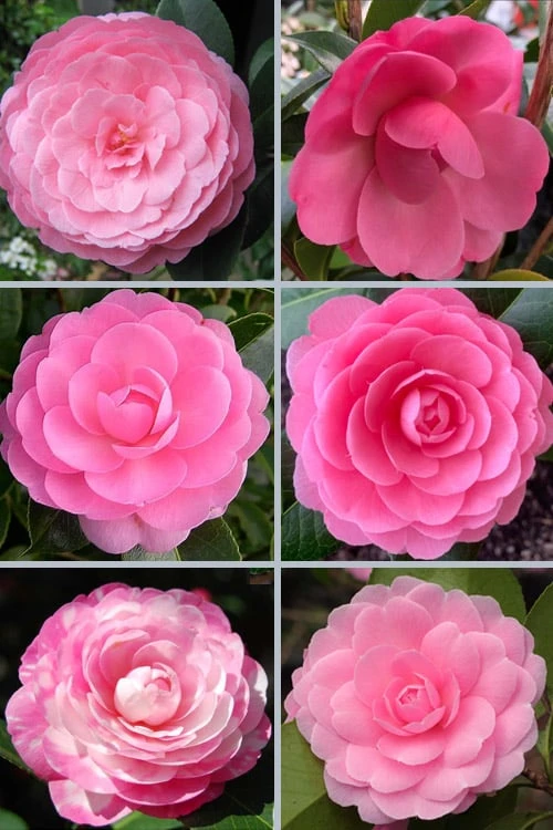 E.G. Waterhouse Camellia - Williamsii Hybrid - 1 Gallon Pot 6 E.G. Waterhouse Camellia - Williamsii Hybrid - 1 Gallon Pot - Image 4