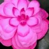Early Wonder Camellia Japonica - 2 Gallon Pot -Bush Sale Shop camellia japonica early wonder 1