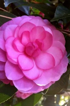 Early Wonder Camellia Japonica - 2 Gallon Pot 9 Early Wonder Camellia Japonica - 2 Gallon Pot -Bush Sale Shop camellia japonica early wonder 5