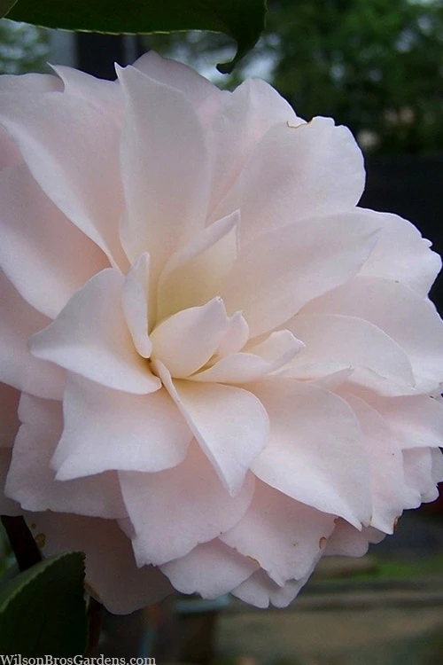 Harriet Bisbee Camellia Japonica - 3 Gallon Pot 6 Harriet Bisbee Camellia Japonica - 3 Gallon Pot - Image 4