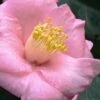 Isaribi Camellia Japonica - 3 Gallon Pot 1 Isaribi Camellia Japonica - 3 Gallon Pot -Bush Sale Shop camellia japonica isaribi 6