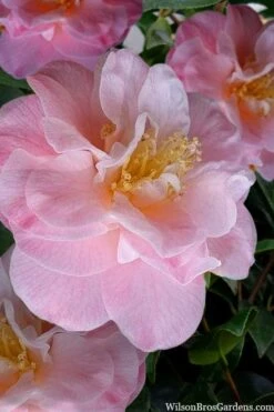 Junior Miss Fragrant Pink Camellia - 7 Gallon Pot 9 Junior Miss Fragrant Pink Camellia - 7 Gallon Pot -Bush Sale Shop camellia japonica junior miss 2