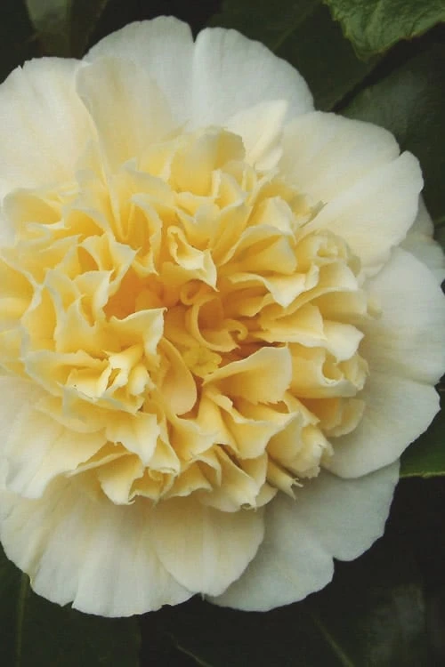 Jury's Yellow Camellia - 1 Gallon Pot 3 Jury's Yellow Camellia - 1 Gallon Pot
