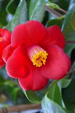 Korean Fire Camellia Japonica - 3 Gallon Pot 9 Korean Fire Camellia Japonica - 3 Gallon Pot -Bush Sale Shop camellia japonica korean fire 1