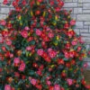 Korean Fire Camellia Japonica - 3 Gallon Pot -Bush Sale Shop camellia japonica korean fire 2