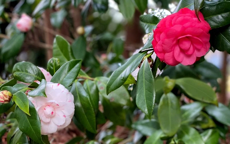 LA Peppermint Camellia Japonica - 3 Gallon Pot 7 LA Peppermint Camellia Japonica - 3 Gallon Pot - Image 5