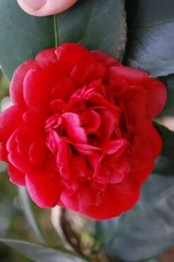 Paulette Goddard Camellia Japonica - 3 Gallon Pot 9 Paulette Goddard Camellia Japonica - 3 Gallon Pot -Bush Sale Shop camellia japonica paulette goddard 2