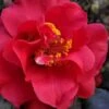 Paulette Goddard Camellia Japonica - 3 Gallon Pot 2 Paulette Goddard Camellia Japonica - 3 Gallon Pot -Bush Sale Shop camellia japonica paulette goddard 6