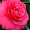 Rose Dawn Camellia Japonica - 3 Gallon Pot 1 Rose Dawn Camellia Japonica - 3 Gallon Pot -Bush Sale Shop camellia japonica rose dawn 23 1