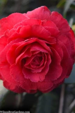 Rosea Superba Sport Camellia - 3 Gallon Pot -Bush Sale Shop camellia japonica rosea superba 1