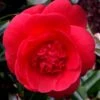 Rosehill Red Camellia - 3 Gallon Pot 1 Rosehill Red Camellia - 3 Gallon Pot -Bush Sale Shop camellia japonica rosehill red 10