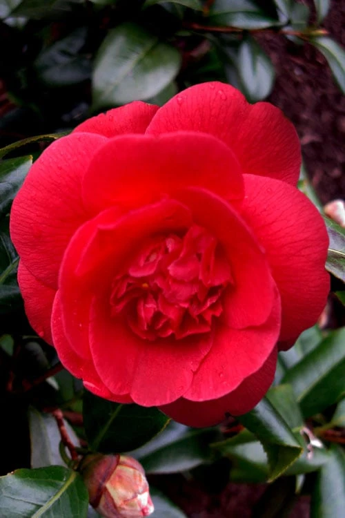 Rosehill Red Camellia - 3 Gallon Pot 3 Rosehill Red Camellia - 3 Gallon Pot
