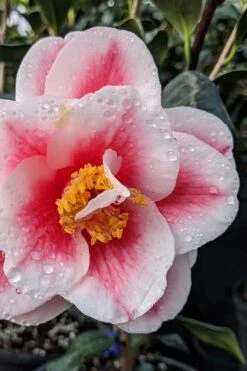 Sadaharu Oh Camellia - 7 Gallon Pot (3-4') 13 Sadaharu Oh Camellia - 7 Gallon Pot (3-4') -Bush Sale Shop camellia japonica sadaharu oh 100