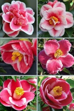 Sadaharu Oh Camellia - 7 Gallon Pot (3-4') 12 Sadaharu Oh Camellia - 7 Gallon Pot (3-4') -Bush Sale Shop camellia japonica sadaharu oh 102