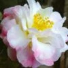Star Above Star Camellia Sasanqua - 3 Gallon Pot 1 Star Above Star Camellia Sasanqua - 3 Gallon Pot -Bush Sale Shop camellia japonica star above star 1