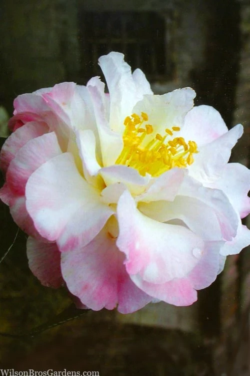 Star Above Star Camellia Sasanqua - 3 Gallon Pot 3 Star Above Star Camellia Sasanqua - 3 Gallon Pot