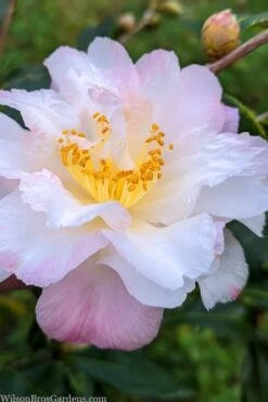 Star Above Star Camellia Sasanqua - 3 Gallon Pot 9 Star Above Star Camellia Sasanqua - 3 Gallon Pot -Bush Sale Shop camellia japonica star above star 2