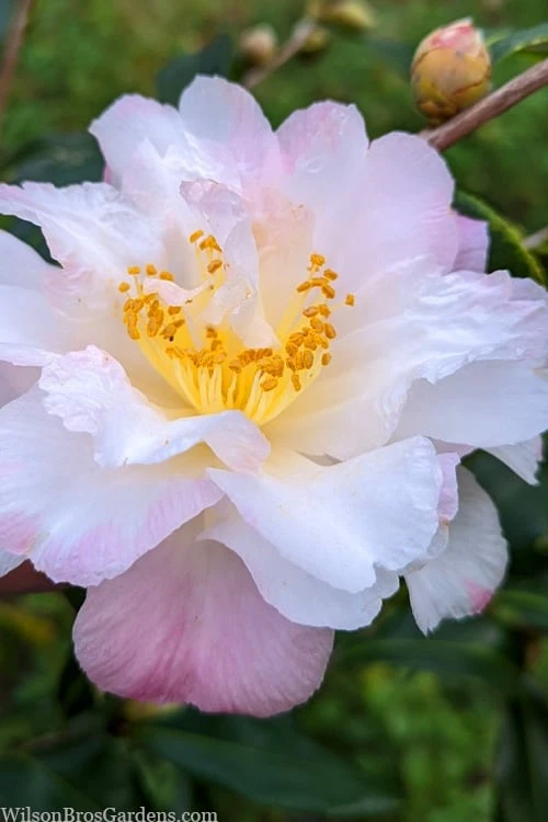 Star Above Star Camellia Sasanqua - 3 Gallon Pot 6 Star Above Star Camellia Sasanqua - 3 Gallon Pot - Image 4