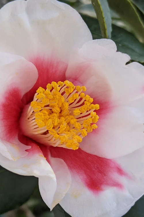 Tama Bell Camellia - 1 Gallon Pot 7 Tama Bell Camellia - 1 Gallon Pot - Image 5