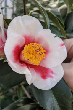 Tama Bell Camellia - 1 Gallon Pot 10 Tama Bell Camellia - 1 Gallon Pot -Bush Sale Shop camellia japonica tama bell 2