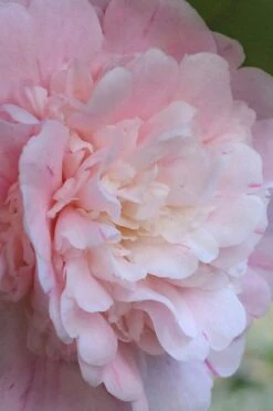 Thompsonii Camellia Japonica - 1 Gallon Pot 11 Thompsonii Camellia Japonica - 1 Gallon Pot -Bush Sale Shop camellia japonica thompsonii 2