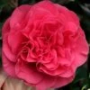 Tomorrow Camellia - 3 Gallon Pot 2 Tomorrow Camellia - 3 Gallon Pot -Bush Sale Shop camellia japonica tomorrow 1