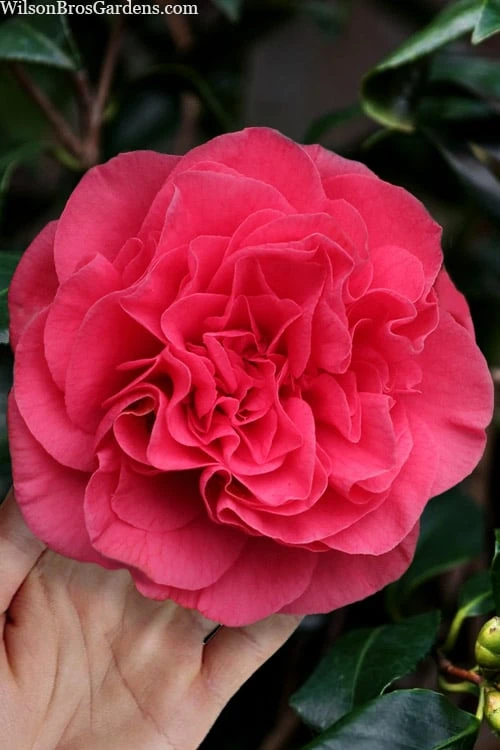 Tomorrow Camellia - 3 Gallon Pot 3 Tomorrow Camellia - 3 Gallon Pot