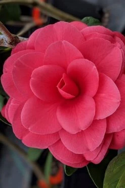 Tomorrow Camellia - 3 Gallon Pot 11 Tomorrow Camellia - 3 Gallon Pot -Bush Sale Shop camellia japonica tomorrow 2