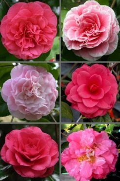 Tomorrow Camellia - 3 Gallon Pot 10 Tomorrow Camellia - 3 Gallon Pot -Bush Sale Shop camellia japonica tomorrow 3