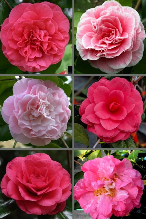 Tomorrow Camellia - 3 Gallon Pot 6 Tomorrow Camellia - 3 Gallon Pot - Image 4