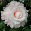 Jerry Donnan Camellia Japonica - 3 Gallon Pot