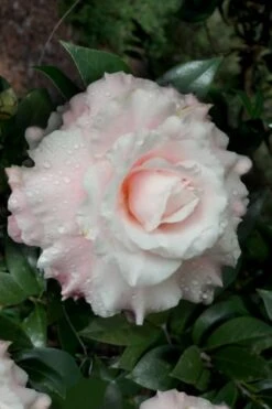 Bush Sale Shop 23 Jerry Donnan Camellia Japonica - 3 Gallon Pot