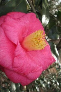 Lady Clare Camellia Japonica - 3 Gallon Pot 13 Lady Clare Camellia Japonica - 3 Gallon Pot -Bush Sale Shop camellia lady clare 1