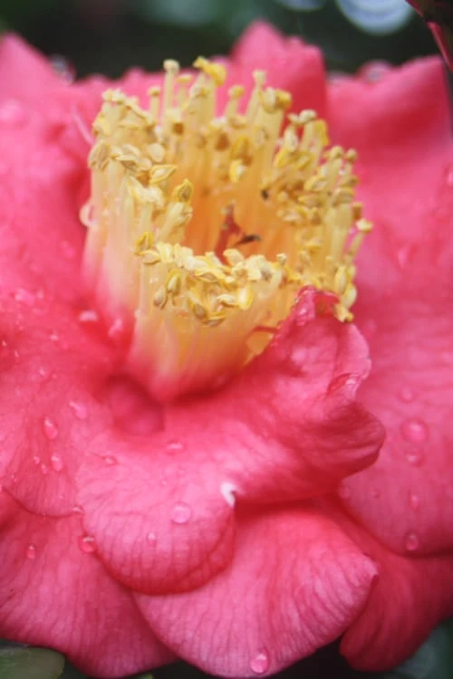 Lady Clare Camellia Japonica - 3 Gallon Pot 6 Lady Clare Camellia Japonica - 3 Gallon Pot - Image 4