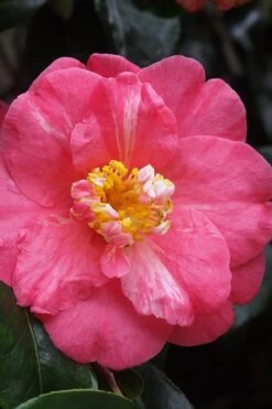 Lady Clare Camellia Japonica - 3 Gallon Pot 12 Lady Clare Camellia Japonica - 3 Gallon Pot -Bush Sale Shop camellia lady clare 5