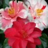 Lady Vansittart Multicolor Camellia Japonica - 2 Gallon Pot 1 Lady Vansittart Multicolor Camellia Japonica - 2 Gallon Pot -Bush Sale Shop camellia lady vansittart 50 2