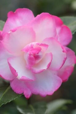Leslie Ann Camellia Sasanqua - 7 Gallon Pot