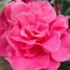 Marie Bracey Camellia Japonica - 3 Gallon Pot -Bush Sale Shop camellia marie bracey 101