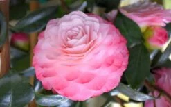 Nuccio's Pearl Camellia Japonica - 1 Gallon Pot -Bush Sale Shop camellia mnuccios pearl 3 1