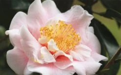 Moonlight Bay Camellia Japonica - 3 Gallon Pot -Bush Sale Shop camellia moonlight bay 3