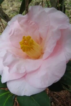 Moonlight Bay Camellia Japonica - 3 Gallon Pot -Bush Sale Shop camellia moonlight bay 5
