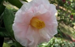 Moonlight Bay Camellia Japonica - 3 Gallon Pot -Bush Sale Shop camellia moonlight bay 6