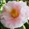 Moonlight Bay Camellia Japonica - 3 Gallon Pot 2 Moonlight Bay Camellia Japonica - 3 Gallon Pot -Bush Sale Shop camellia moonlight bay 8