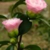 Nuccio's Pearl Camellia Japonica - 3 Gallon Pot 2 Nuccio's Pearl Camellia Japonica - 3 Gallon Pot -Bush Sale Shop camellia nuccios pearl 2
