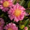 October Magic Carpet Dwarf Camellia - 2.5 Quart Pot -Bush Sale Shop camellia october magic carpet 10 1