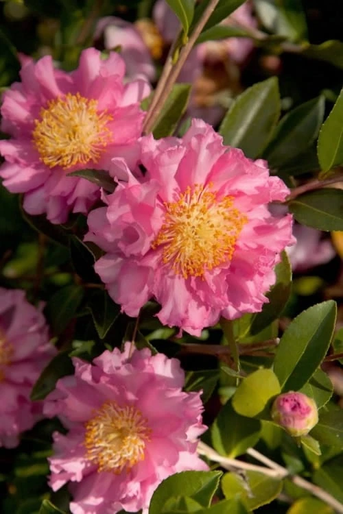 October Magic Carpet Dwarf Camellia - 2 Gallon Pot 3 October Magic Carpet Dwarf Camellia - 2 Gallon Pot