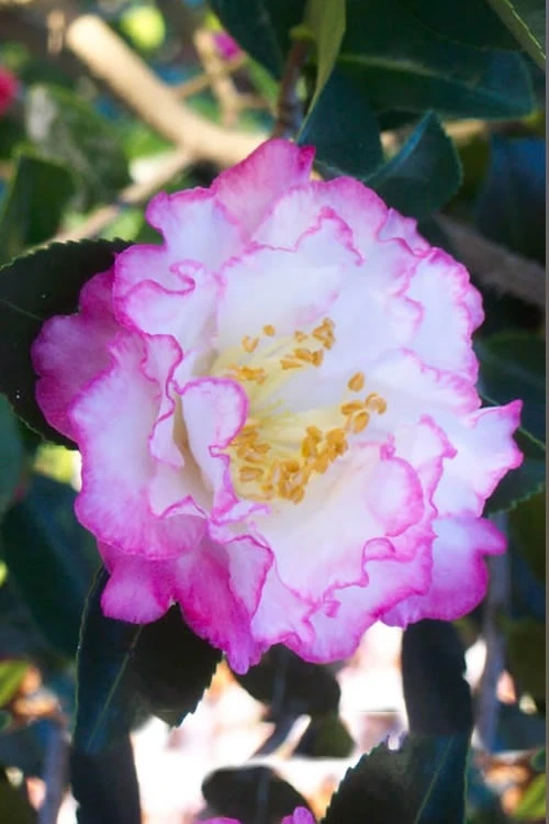 October Magic Inspiration Camellia - 2 Gallon Pot 3 October Magic Inspiration Camellia - 2 Gallon Pot